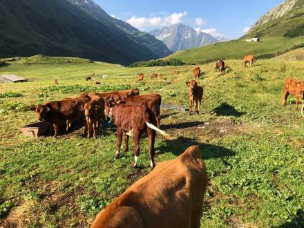 Fromageries Laurent Dubois - Meilleur Ouvrier de France - Paris - Vaches